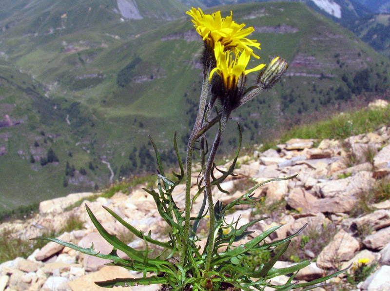 Scorzoneroides autumnalis (=Leontodon autumnalis) / Dente di leone ramoso